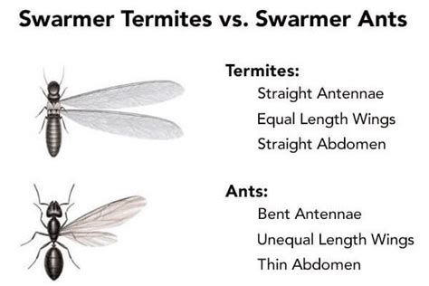 Termitevsflyingant Termite Treatment Pest Services And Extermination
