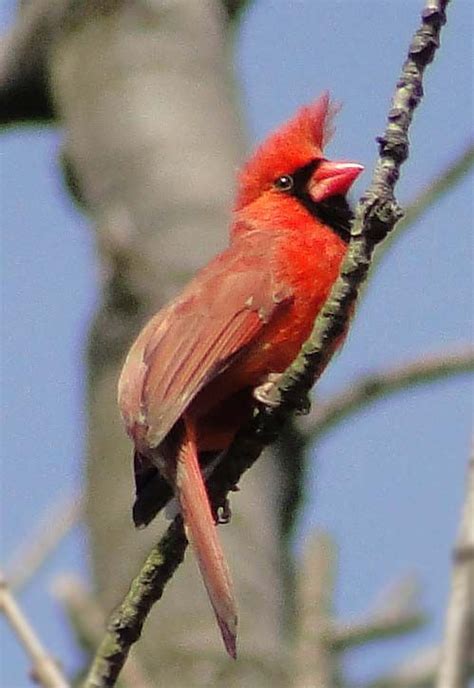Juvenile Male Cardinal Baby Cardinals Cardinal Birds Cardinal