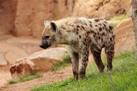 Hyena High Quality Animal Stock Photos ~ Creative Market