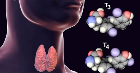 Thyroid And Parathyroid Hormones Endocrine Society