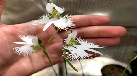 White Egret Orchid — Kusamono Gardens Ubicaciondepersonascdmxgobmx