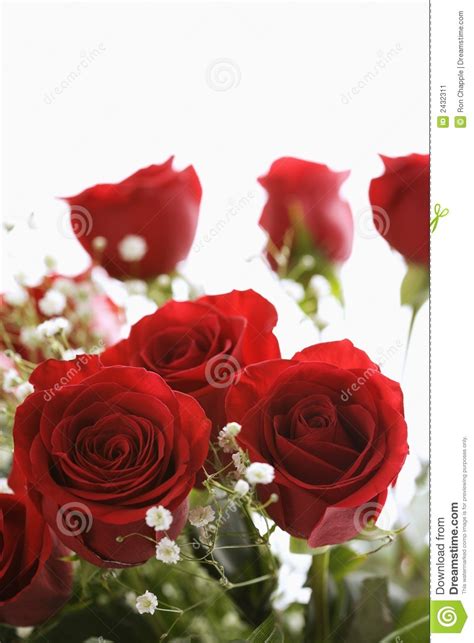 Amore infinito 12 rose rosse. Mazzo delle rose rosse. immagine stock. Immagine di nessuno - 2432311