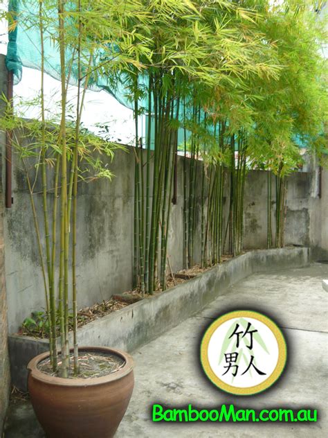 Bamboo is a thick, woody grass used in furniture and flooring. Bambusa Nana (Thai Silk) | Bamboo Whitsunday