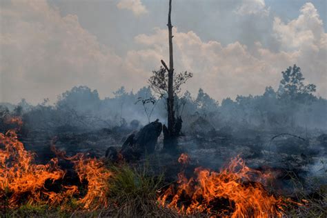 rash of forest fires breaks out in indonesia asia news asiaone