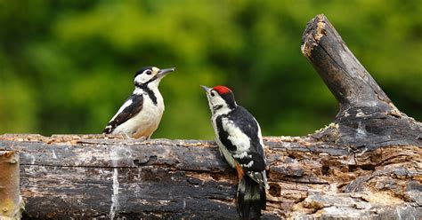 Guide To British Woodpeckers Happy Beaks Blog