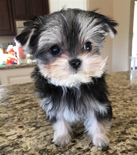 15 Pictures About Full Grown Yorkie Poo Pictures Pets Lovers
