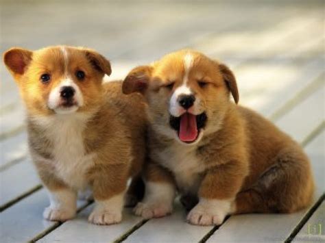 Two Cute Puppies Cute Smiles Nice Yawn Hd Wallpaper Peakpx