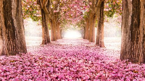 Image Flower Path Pink Forest Beautiful Flowers Indus Carpet Scenery