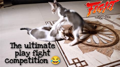 Cat Play Fighting Kitten Play Fight Cats Kittens Kittensplaying Catplaying Youtube