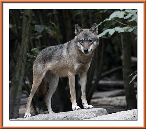 Wolf Taken At Wildwood In Kent Bill Pound Flickr