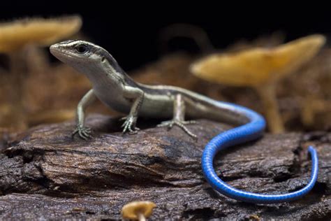 Blue Tailed Skink Care Guide Needs And Faqs Explained Pics 2022