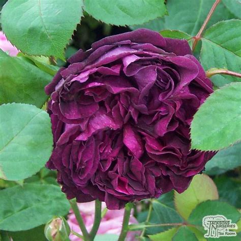 A thing representing or resembling the flower, in particular: Buy Rosa Falstaff (English Rose) in the UK