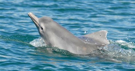 Australia Gains New Dolphin Species Australian Geographic