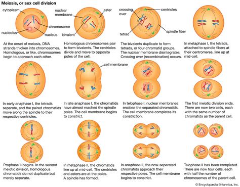 Meiosis Definition Process Stages And Diagram Britannica