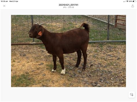 Lot 67 1 Goat Doe Auctionsplus