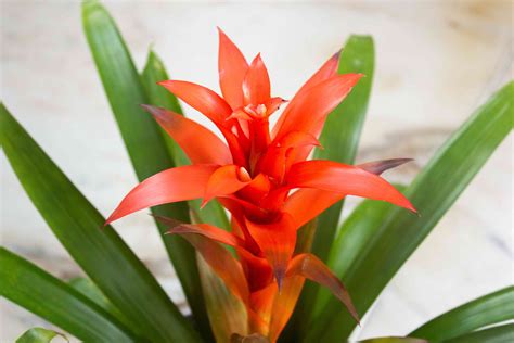 Tropical Colorful Easy Care Bromeliad Plants