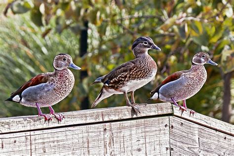 Ringed Teal Ducks Photograph By Marcia Colelli Pixels