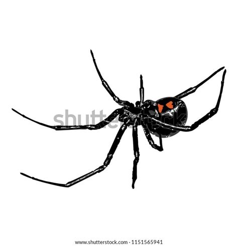 Black Widow Spider Vector Stock Vector Royalty Free 1151565941