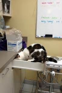 16 Funny Photos Of Cats Who Think Theyre Hiding From The Vet