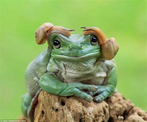 If you have one, here are some tips to care for it. Tanto Yensen photographs moment snails give frog a ...