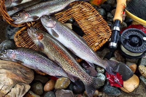 The main difference between a lake trout and a sea trout is simply the difference in habitat. This is the Difference Between Rainbow Trout and Kokanee ...