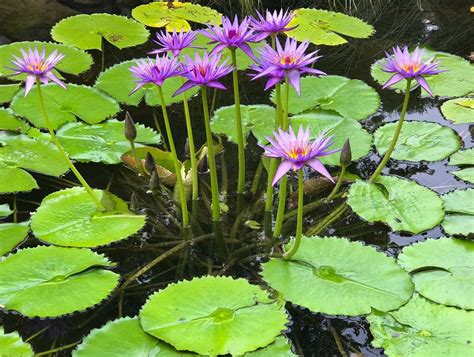 Water Lilies Water Garden Plants For Your Pond Rochester Ny Acorn
