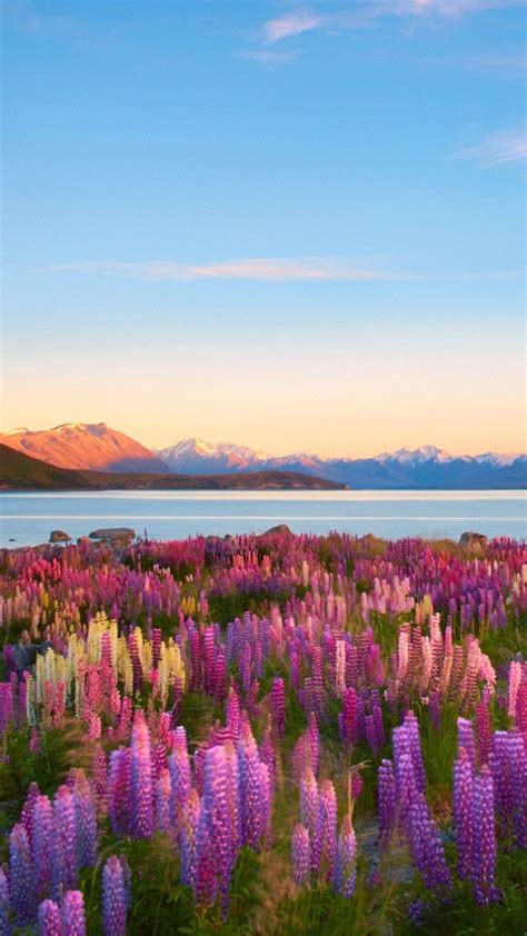 Lake Tekaponew Zealand Nature Photography Pretty Landscapes