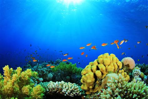Sea Fish Depths Aquarium Nature Colors Plants Coral Algae Sun