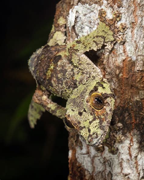 Leaf Tailed Gecko In Mossy Camouflage Sean Crane Photography