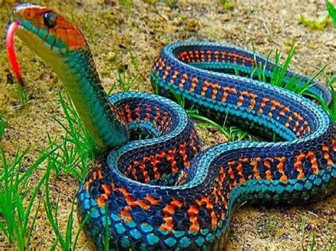 Snake Ideas In Snake Reptiles And Amphibians Beautiful Snakes My XXX
