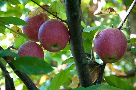 Check spelling or type a new query. Apple trees bear more fruit when surrounded by good ...