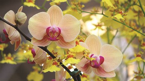 Learn And Earn From Growing Exotic Orchids Gardens With Purpose