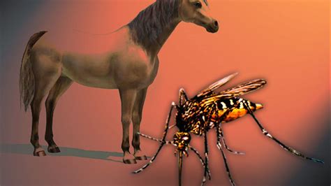 Vets Confirm 1st Equine Case Of West Nile Virus In 2016
