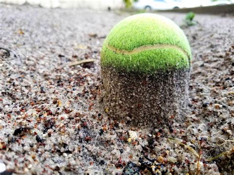 Kapelle Aufbieten Ausrufen Zurufen Propeller Tennis Ball Wikipedia Es Gibt Einen Trend