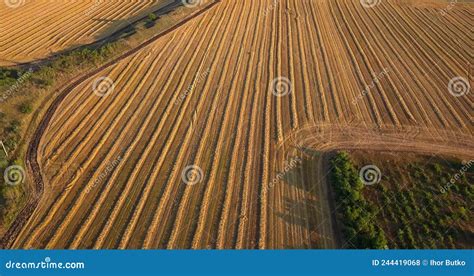 Aerial View Of Agricultural Fields With Fresh Stubble After Harvesting