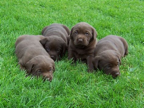 I have two beautiful chocolate female dams that weigh approx. Chocolate Labrador Puppies | Kington, Herefordshire | Pets4Homes