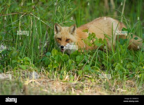 Red Fox Hunting In The Forest Stock Photo Alamy