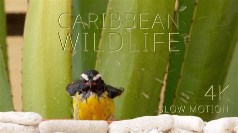 Caribbean Wildlife Teaser 3 Youtube