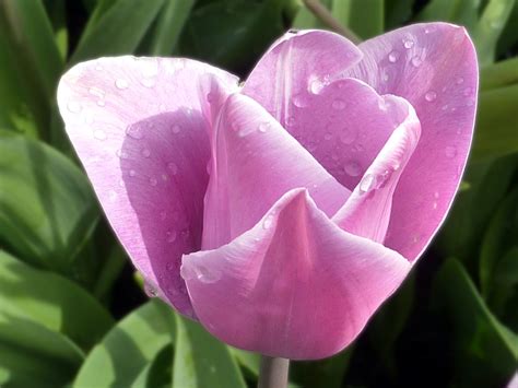 Free Images Blossom Flower Purple Petal Tulip Spring Botany