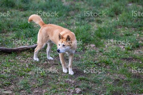 Dingo At A Wildlife Conservation Park Near Adelaide In South Australia