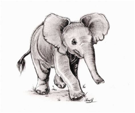 31 Elephant Drawing Realistic Easy Arfaanmahrianne