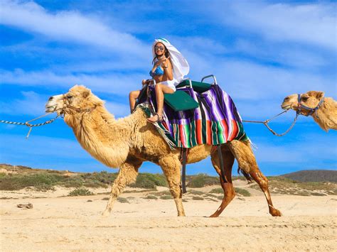 Paseo Por El Desierto De La Baja En Camello Alleiva Travel
