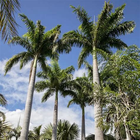 How To Grow The Royal Palm Tree Roystonea Regia