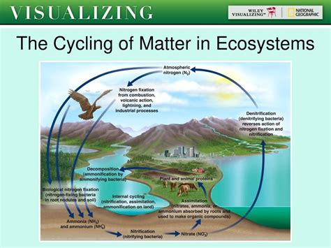 How Ecosystems Work Chapter Ppt Download