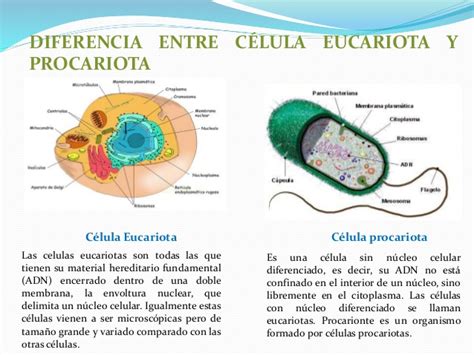 Célula Procariota Caracteristicas Partes Funciones Información