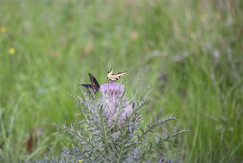 Swallowtail Negro Y Mariposas Del Este Del Swallowtail Del Tigre Foto