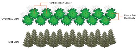 Thuja Green Giant Buy Arborvitae Trees