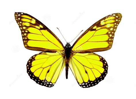 Check spelling or type a new query. Pin by Tau Gral on image storage | Yellow butterfly ...