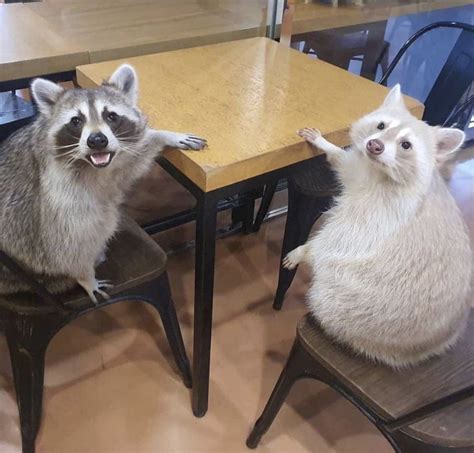 Respectful Memes On Twitter Pet Raccoon Funny Animals Cute Animals