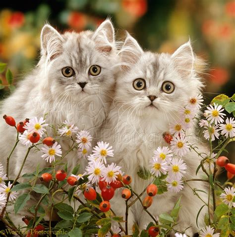 Persian Kittens Among Flowers Photo Wp15896